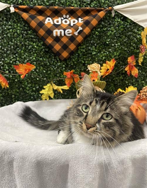 TIMOFEE - Domestic Longhair cat available for adoption at Saskatoon Animal Control Agency in Saskatoon