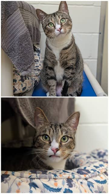 DAISY - Domestic Shorthair available for adoption