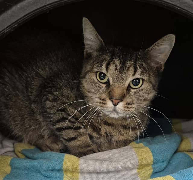 Gnocci - Domestic Shorthair cat available for adoption at Vaughan Animal Services in Vaughan