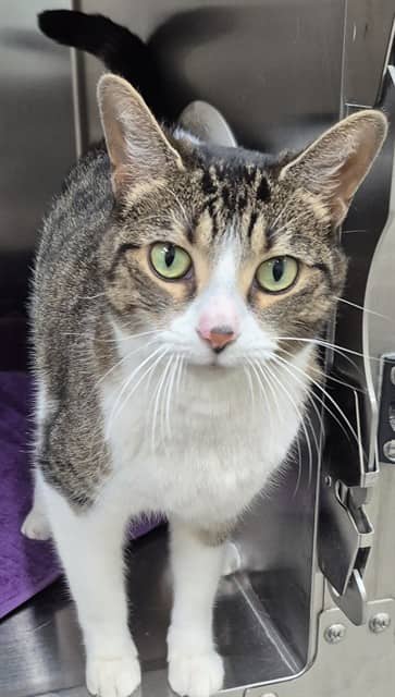 Sticky - Domestic Shorthair cat available for adoption in Ontario