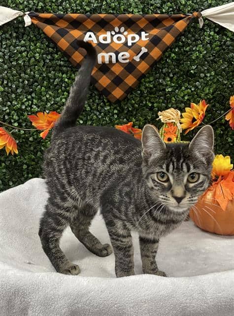 ZELDA - Domestic Shorthair cat available for adoption at Saskatoon Animal Control Agency in Saskatoon