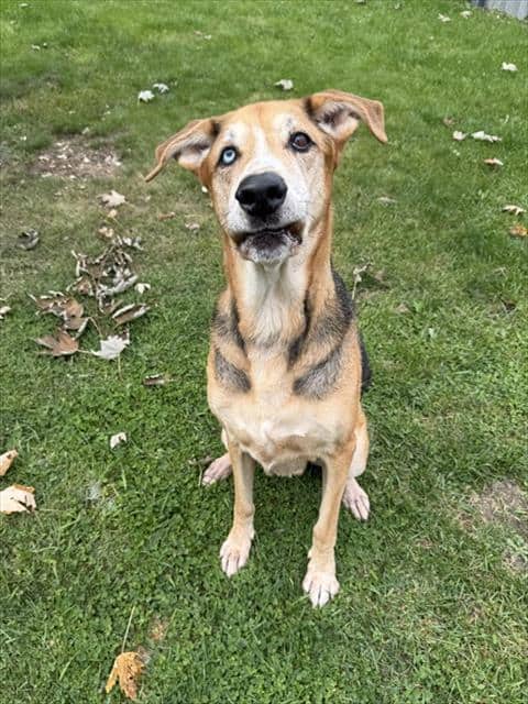 SCOOBY - German Shepherd Dog and Siberian Husky available for adoption