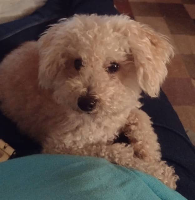 PICKLES - Poodle - Miniature available for adoption at Ottawa Humane Society in Ottawa