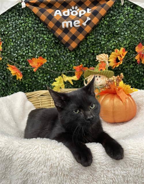 SPOOKS - Domestic Shorthair available for adoption