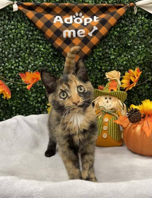 TAROT - Domestic Shorthair available for adoption