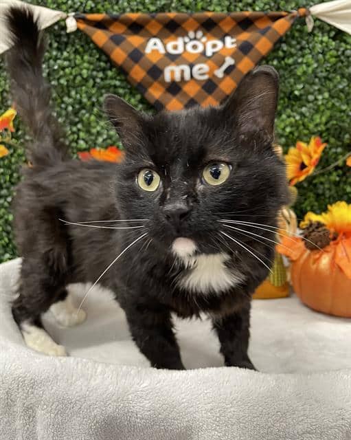 COUNT CATULA - Domestic Shorthair cat available for adoption at Saskatoon Animal Control Agency in Saskatoon