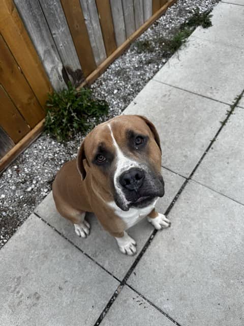 DALE - Mastiff available for adoption