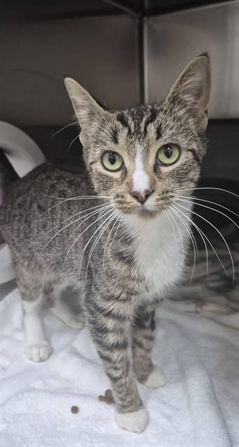 Moon - Domestic Shorthair available for adoption