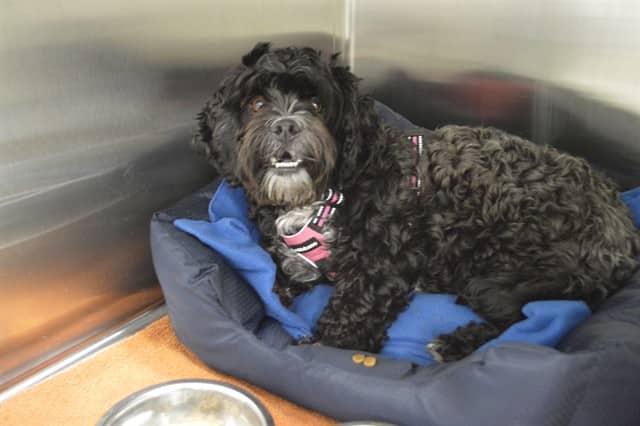 ROCKY - Lhasa Apso and Poodle - Miniature available for adoption at Ottawa Humane Society in Ottawa