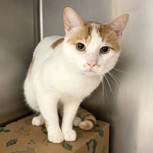 MOOSEY - Domestic Shorthair cat available for adoption at Ottawa Humane Society in Ottawa