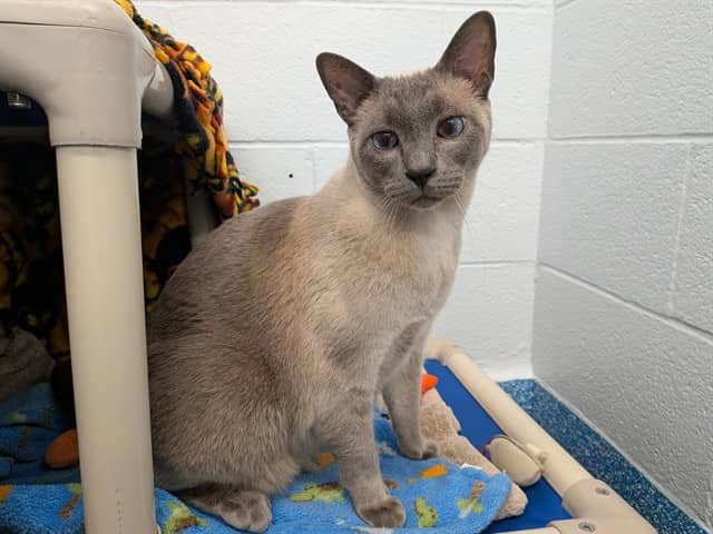 MAX - Siamese cat available for adoption at City of Toronto Animal Services in Toronto