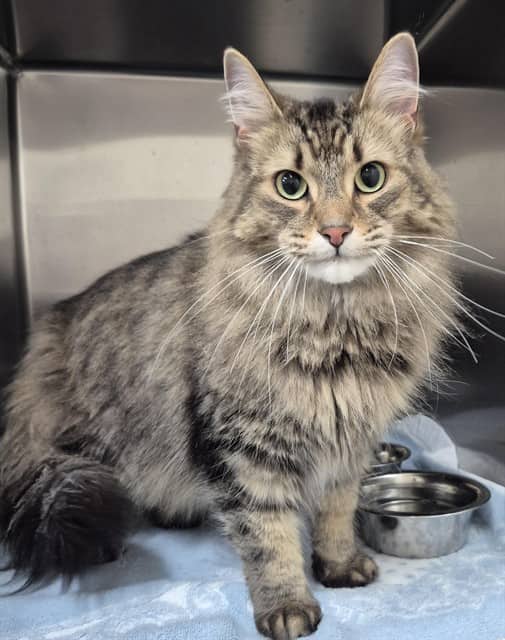 Blaze - Maine Coon cat available for adoption at Vaughan Animal Services in Vaughan