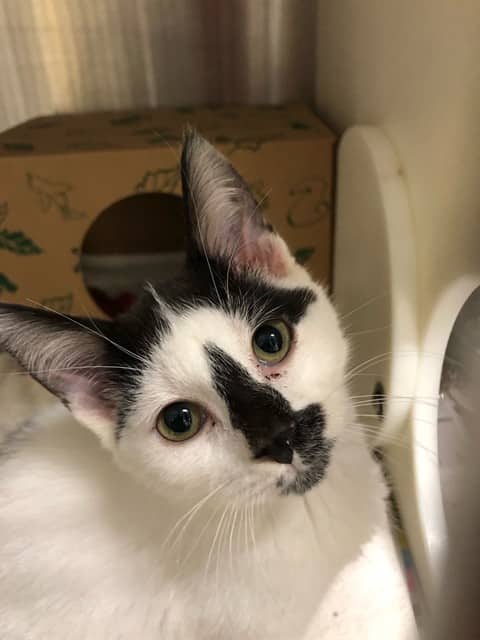 ELMOO - Domestic Shorthair cat available for adoption at Ottawa Humane Society in Ottawa