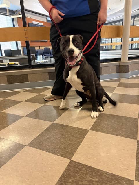 TONI - American Bulldog mix available for adoption at City of Toronto Animal Services in Toronto