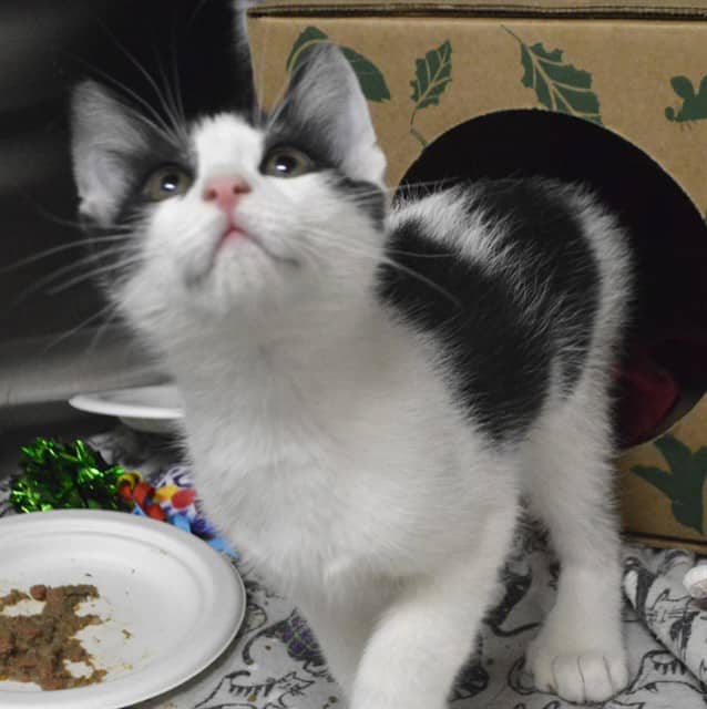 SHAGGY - Domestic Shorthair cat available for adoption at Ottawa Humane Society in Ottawa