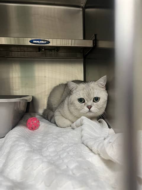 Diamond - British Shorthair available for adoption