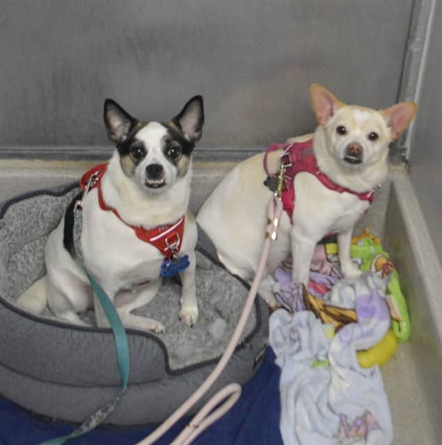 BEIGE - Jack (Parson) Russell Terrier and Chihuahua Sc available for adoption at Ottawa Humane Society in Ottawa
