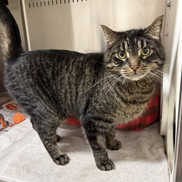 BART - Domestic Shorthair cat available for adoption at Ottawa Humane Society in Ottawa