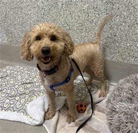 FLUFFY - Poodle - Miniature available for adoption at Ottawa Humane Society in Ottawa