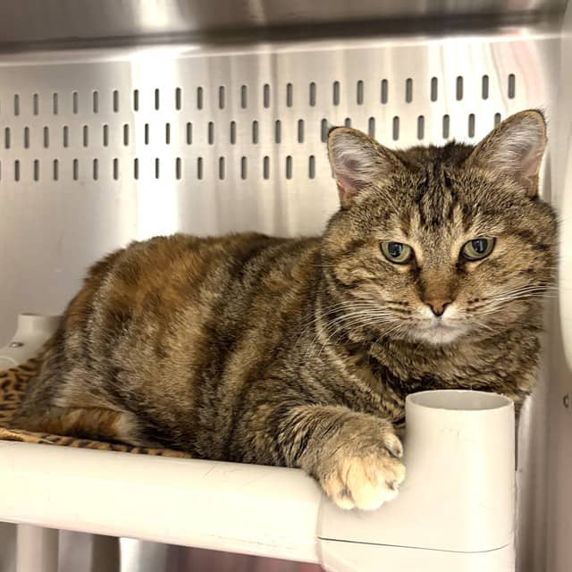 SASHA - Domestic Shorthair cat available for adoption at Ottawa Humane Society in Ottawa