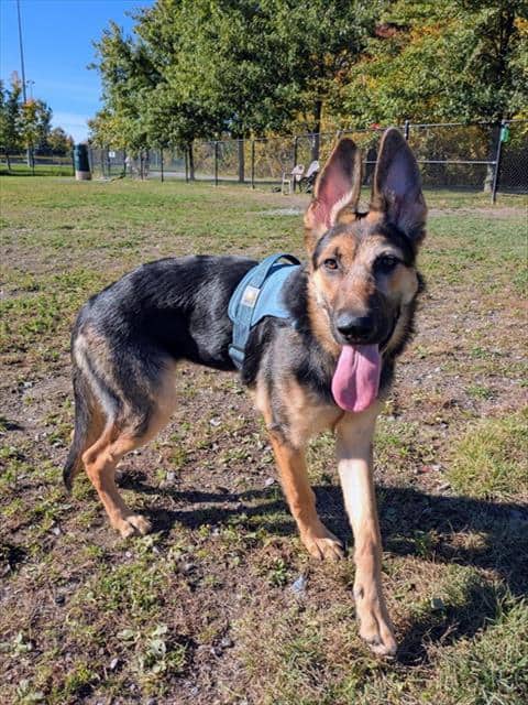 PEKOE - German Shepherd Dog available for adoption at Ottawa Humane Society in Ottawa