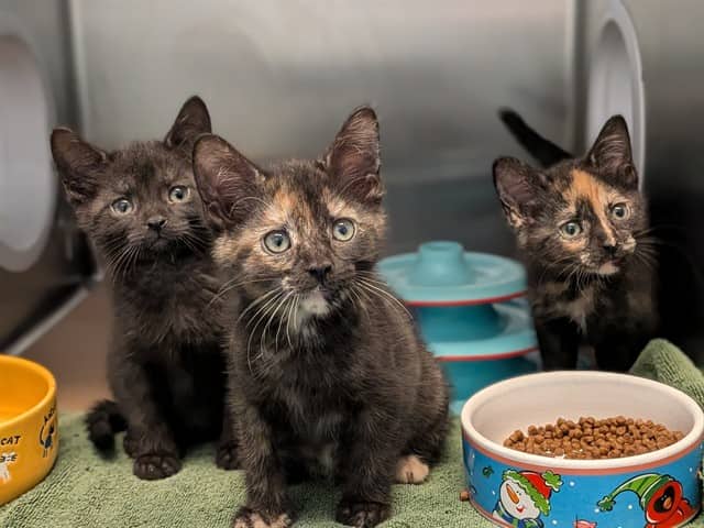 MAPLE - Domestic Shorthair cat available for adoption at City of Toronto Animal Services in Toronto