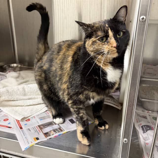 OPHELIA - Domestic Shorthair cat available for adoption at Ottawa Humane Society in Ottawa