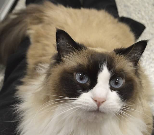 MOMO - Ragdoll cat available for adoption at Ottawa Humane Society in Ottawa