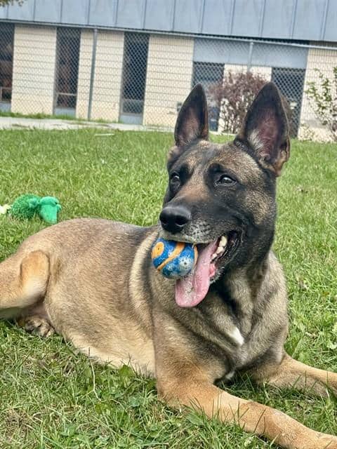 LYLA - Belgian Malinois available for adoption at City of Toronto Animal Services in Toronto