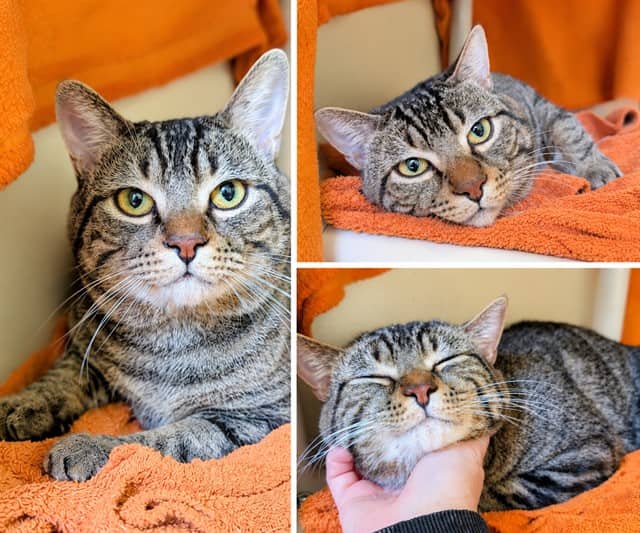YUKI - Domestic Shorthair cat available for adoption in Ontario