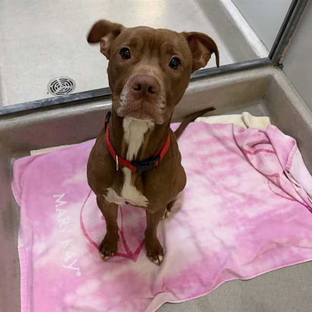 KENZO - Retriever mix available for adoption