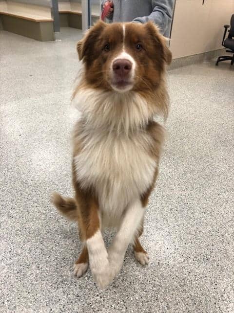 SHADOW - Australian Shepherd available for adoption