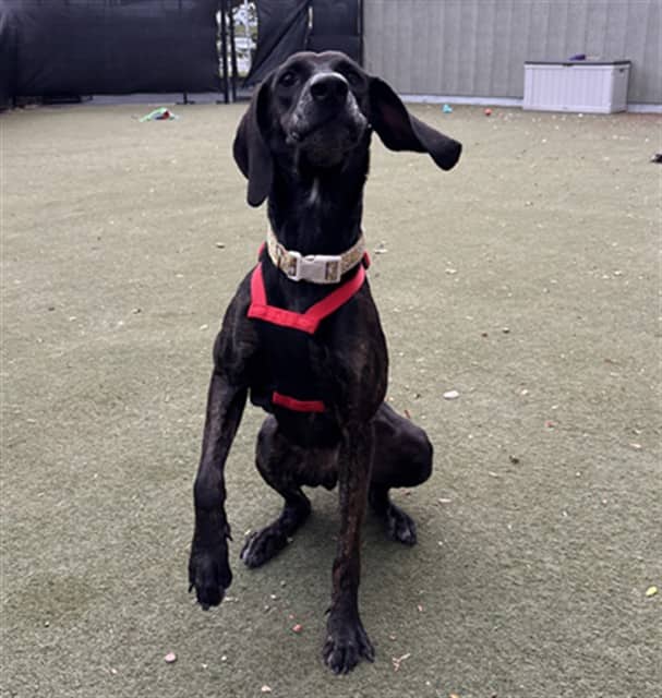 RHUBARB - Pointer and Plott Hound available for adoption in Ontario