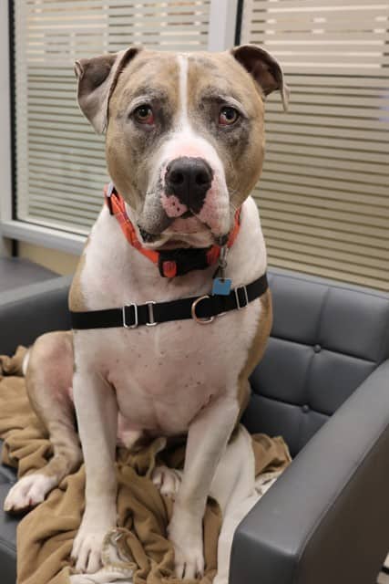 FRANKIE - American Bulldog mix available for adoption at Ottawa Humane Society in Ottawa