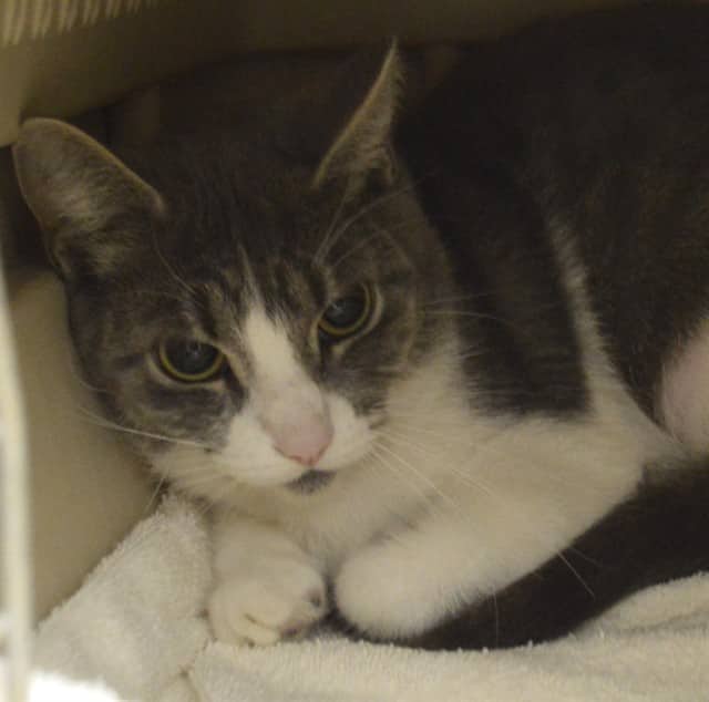 BESTIE - Domestic Shorthair cat available for adoption at Ottawa Humane Society in Ottawa