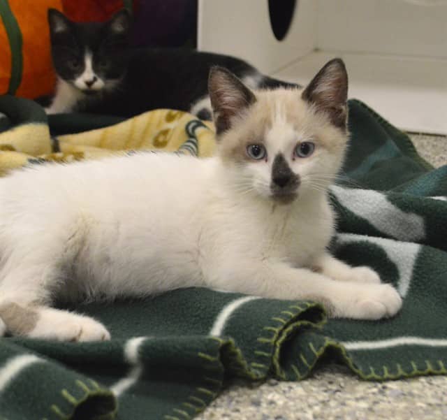 MOOKI - Snowshoe mix cat available for adoption at Ottawa Humane Society in Ottawa