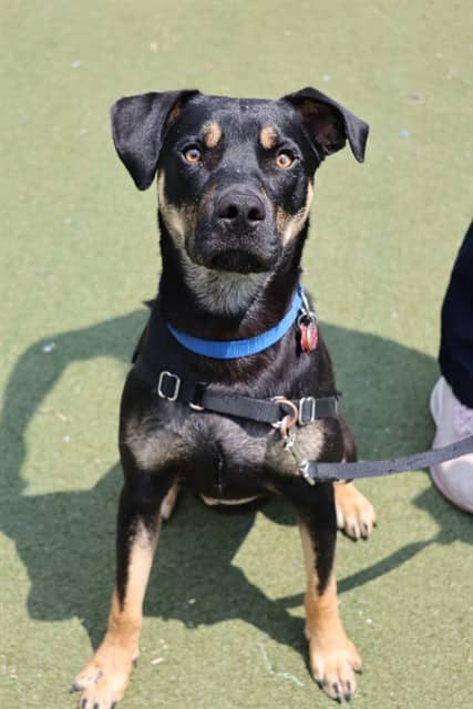 RICO - Rottweiler mix available for adoption