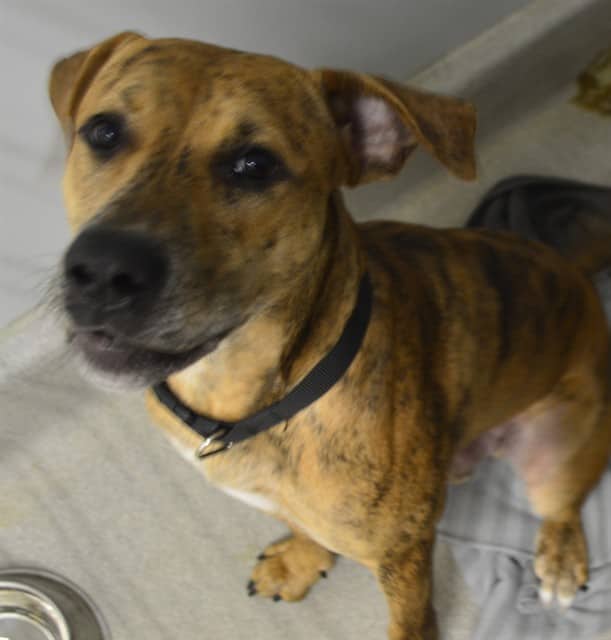 KAYCE - Retriever mix available for adoption at Ottawa Humane Society in Ottawa