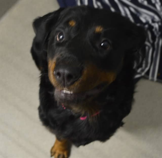 BRENDA - Rottweiler available for adoption at Ottawa Humane Society in Ottawa