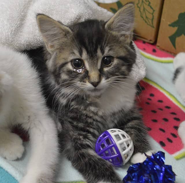 SCARLET - Domestic Shorthair available for adoption