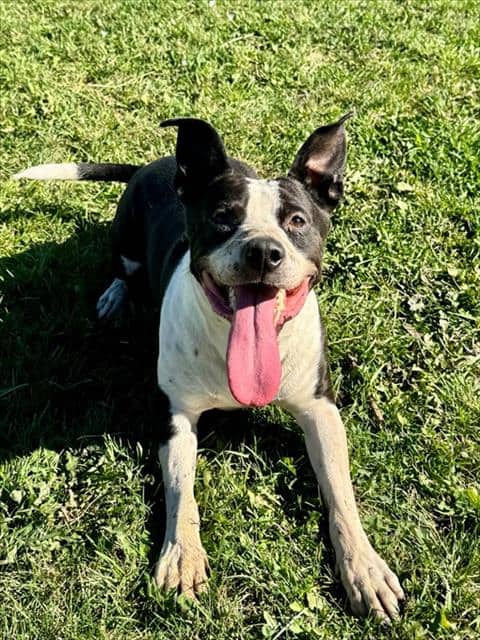 BLANCO - American Bulldog mix available for adoption