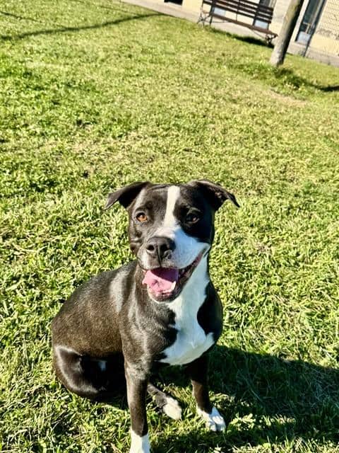 TONI - American Bulldog mix available for adoption