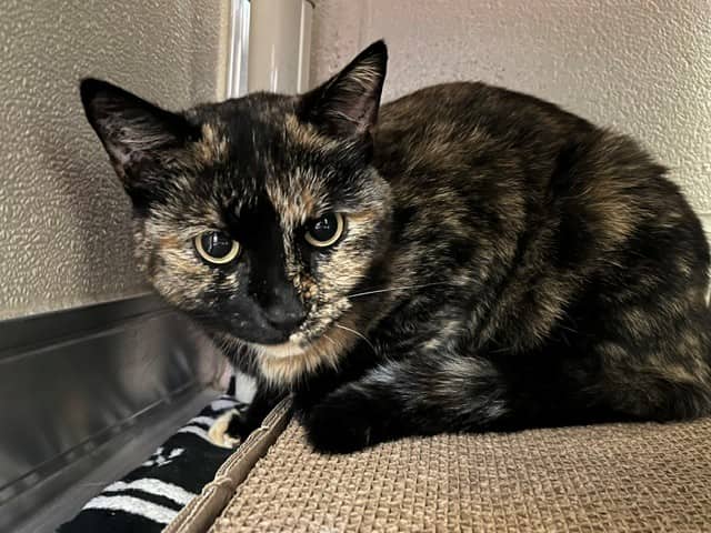 APPLE - Domestic Shorthair cat available for adoption at City of Toronto Animal Services in Toronto