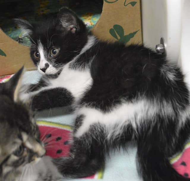MOUGLI - Domestic Shorthair cat available for adoption at Ottawa Humane Society in Ottawa