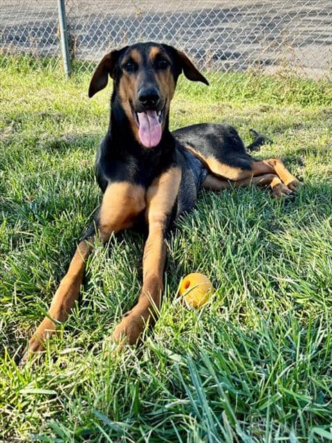 VELMA - Doberman Pinscher and Black and Tan Coonhound available for adoption