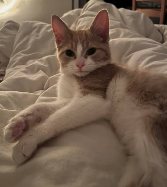 DANNY - Domestic Shorthair cat available for adoption at Ottawa Humane Society in Ottawa