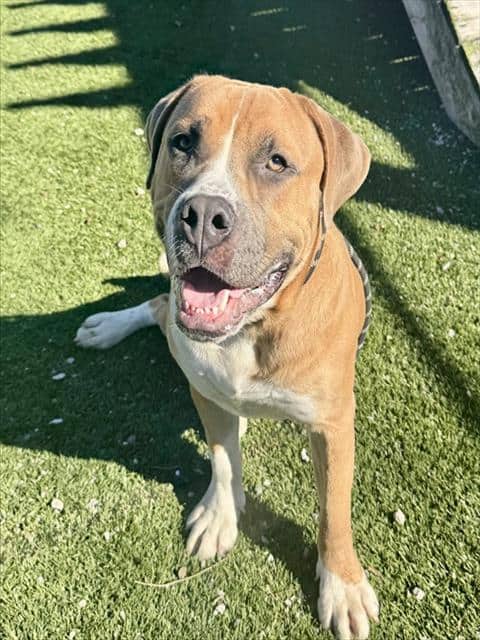 DALE - Mastiff available for adoption