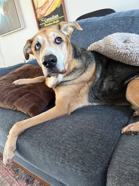 SCOOBY - German Shepherd Dog and Siberian Husky available for adoption