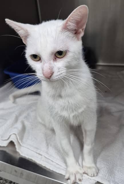 Cashew - Domestic Shorthair cat available for adoption at Vaughan Animal Services in Vaughan
