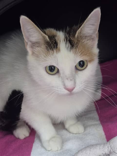 Pika - Domestic Shorthair cat available for adoption at Vaughan Animal Services in Vaughan